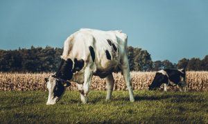 Read more about the article Stardew Valley Alternatives for Developers: Farming Sims That Teach and Play Well